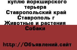 куплю йоркширского терьера - Ставропольский край, Ставрополь г. Животные и растения » Собаки   